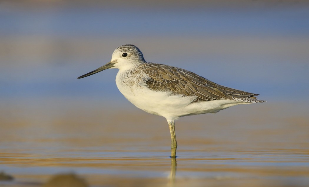 Common Greenshank