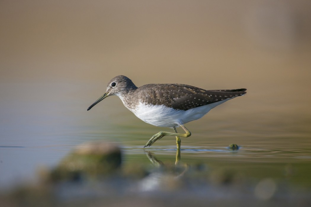 Green Sandpiper