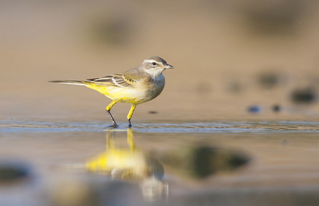 Western Yellow Wagtail