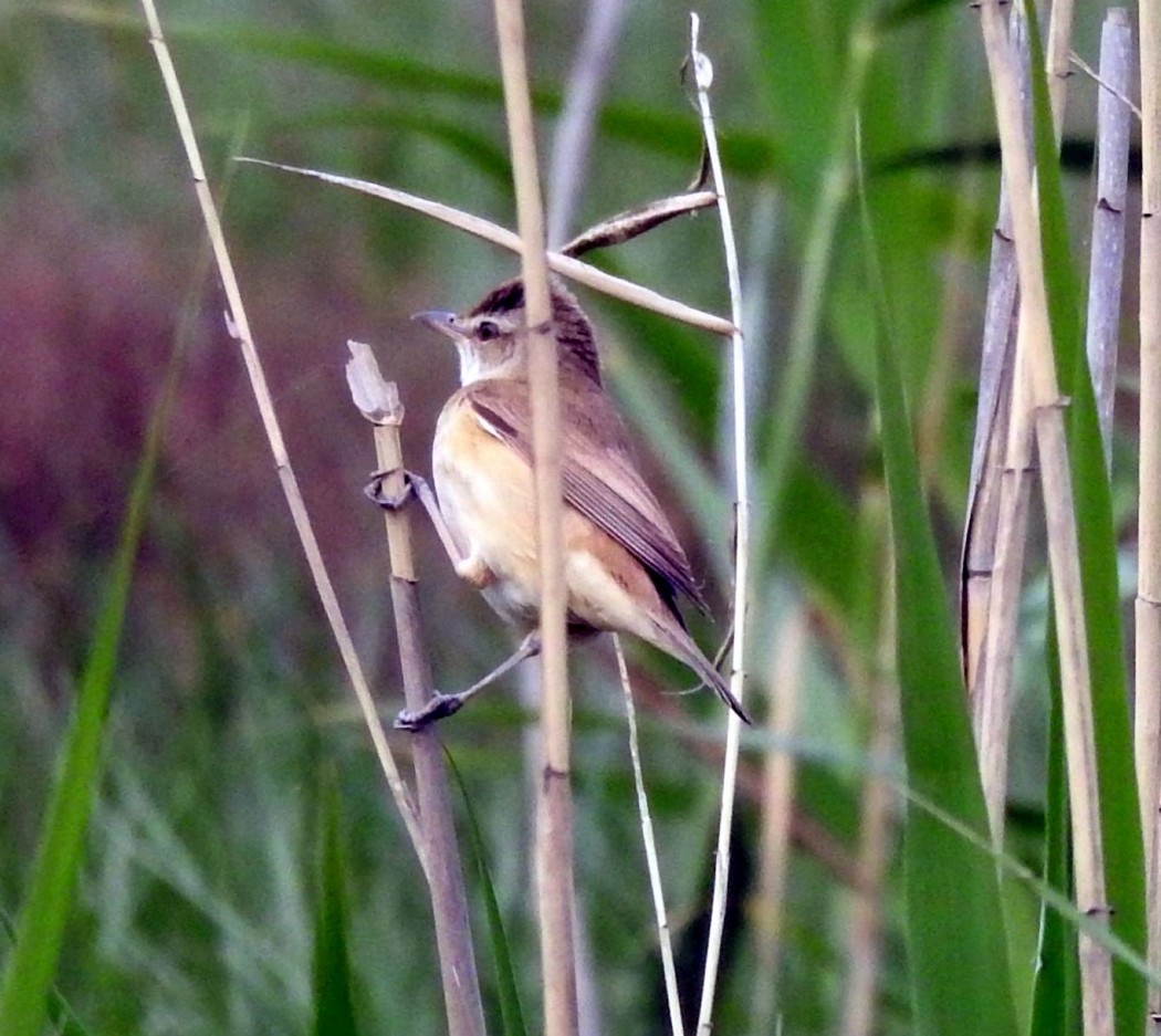 Great Reed Warbler