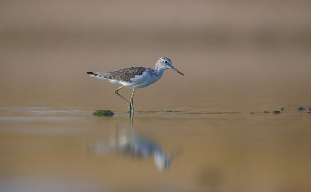Common Greenshank