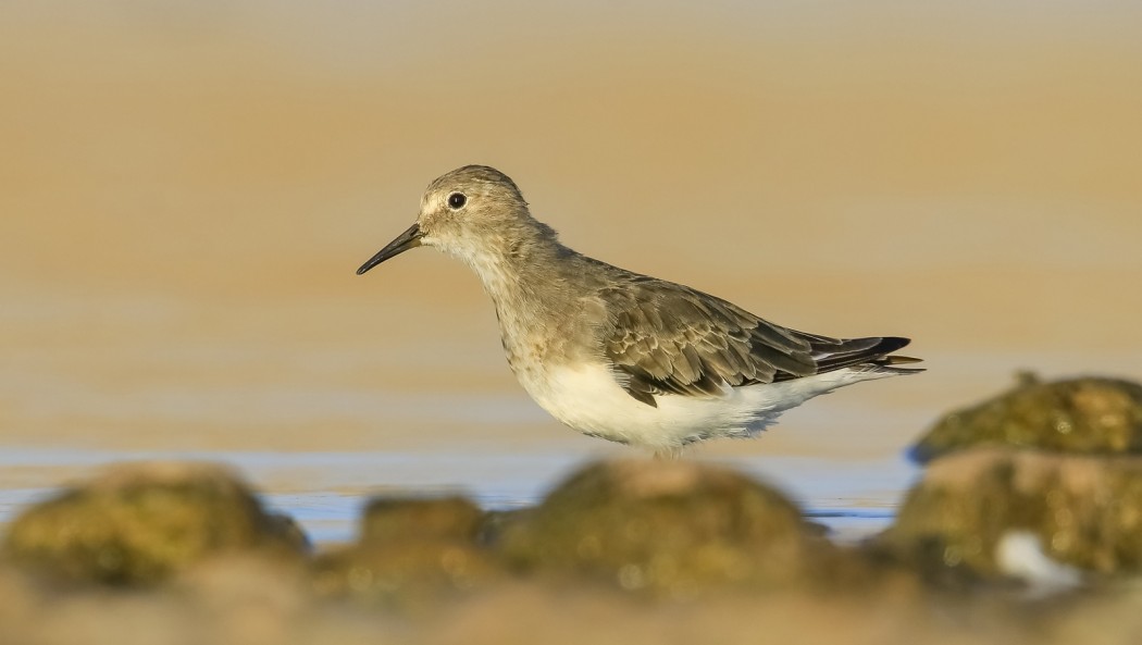 Temminck`s Stint
