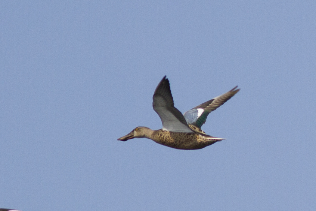 Northern Shoveler