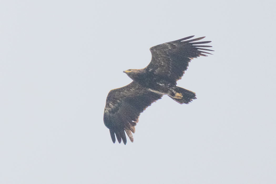 Lesser Spotted Eagle
