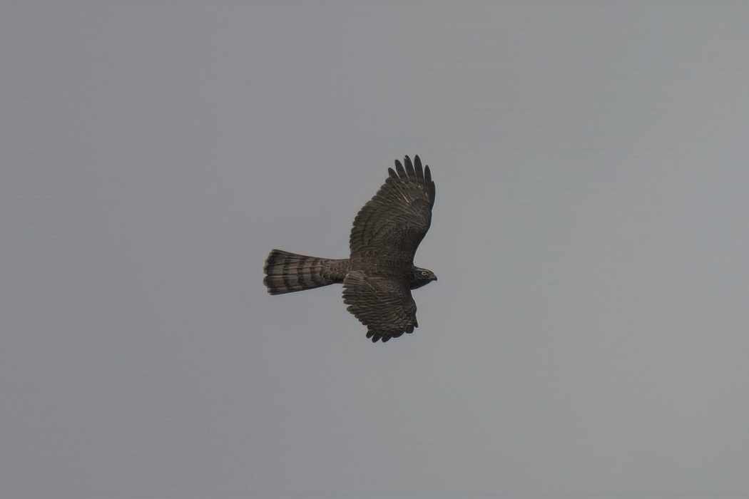 Eurasian Sparrowhawk
