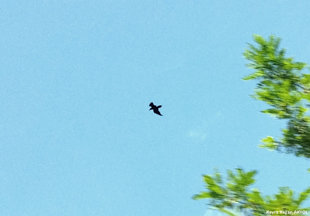 Northern Raven