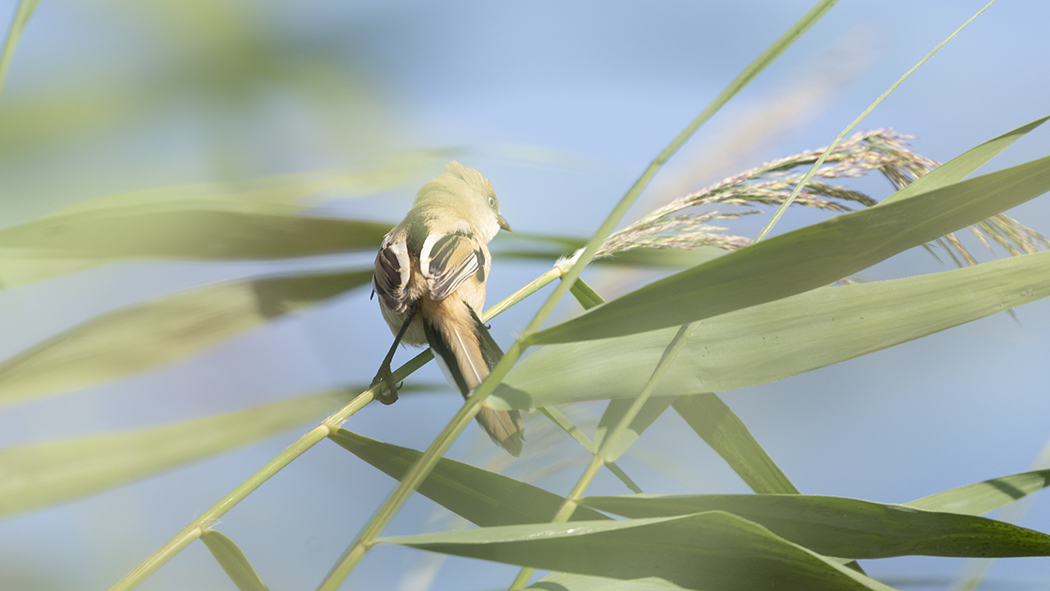 Bearded Reedling