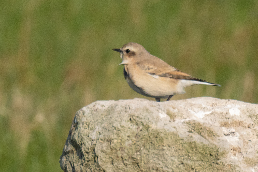 Northern Wheatear