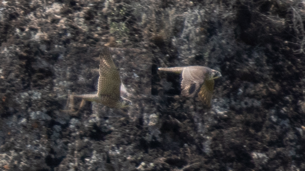 Peregrine Falcon