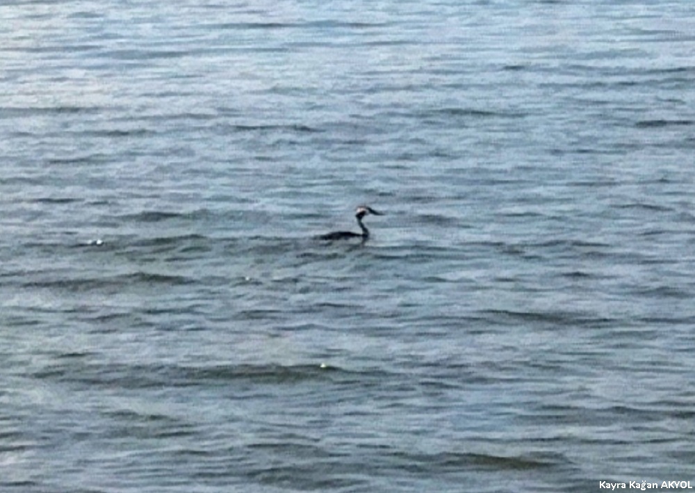 Great Crested Grebe