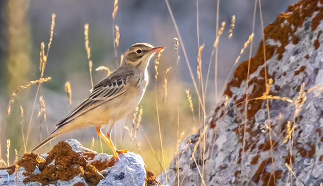Tawny Pipit