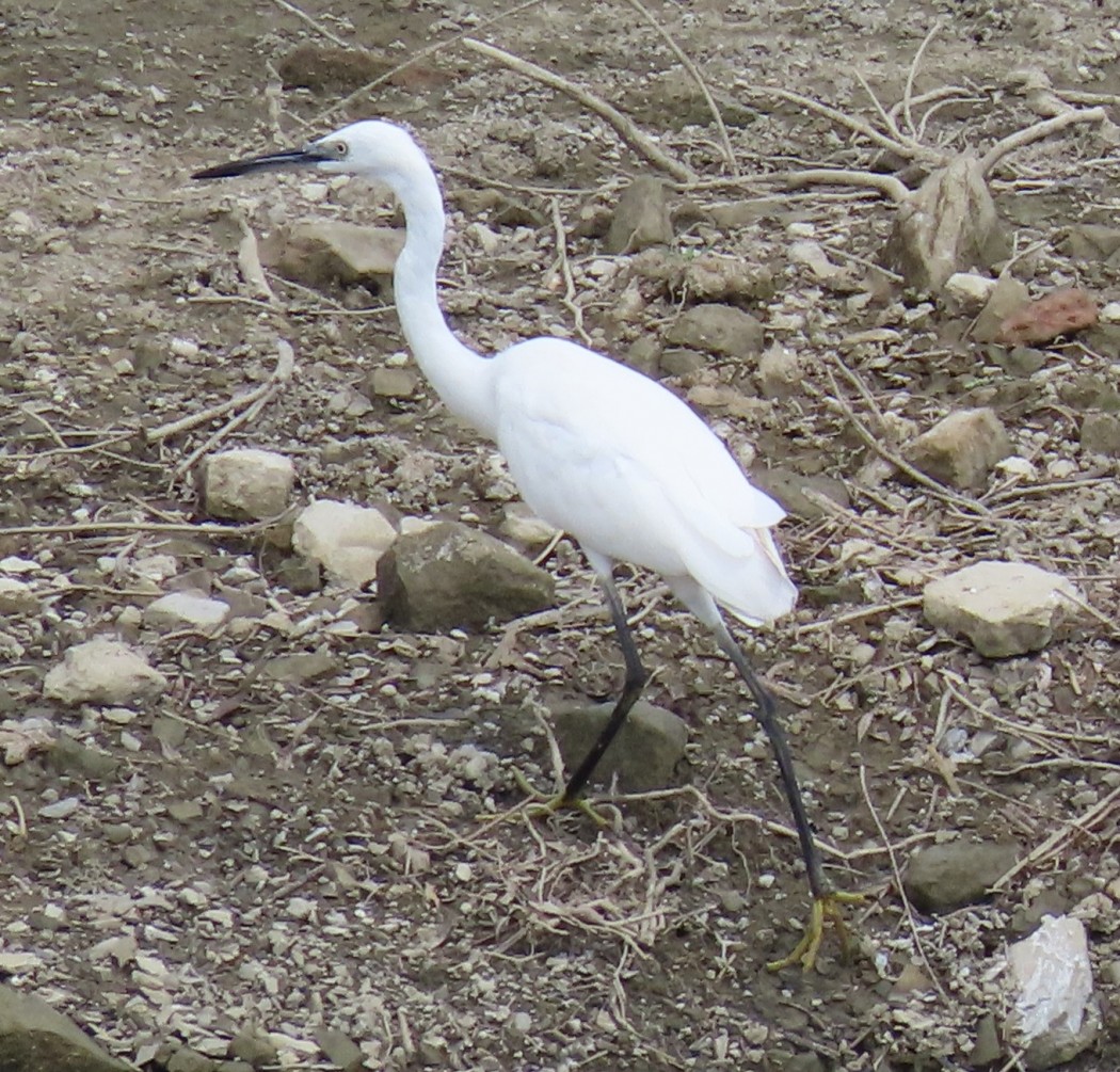 Little Egret