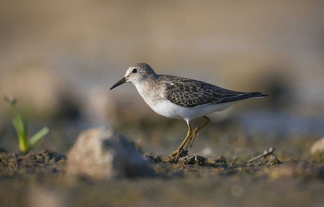 Temminck`s Stint