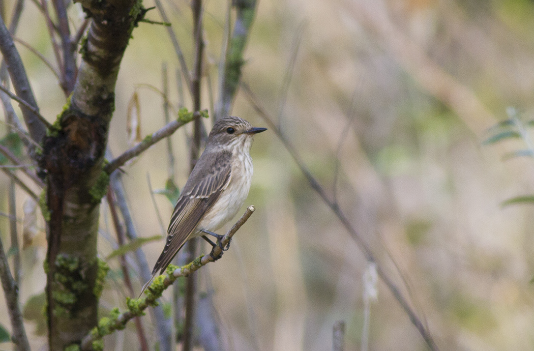Spotted Flycatcher