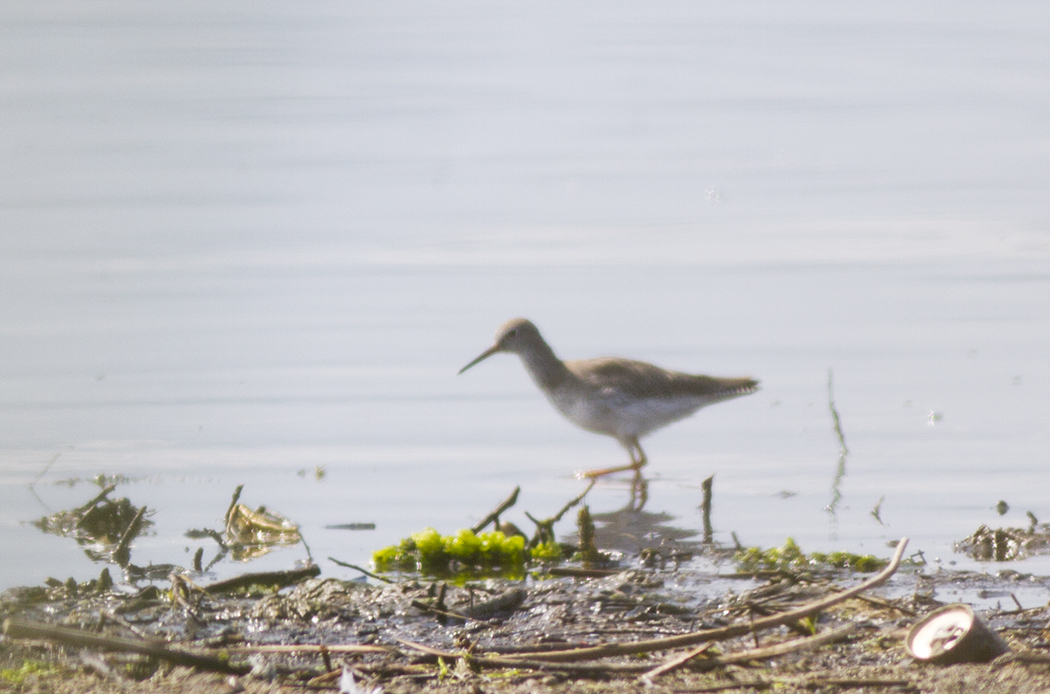 Common Redshank