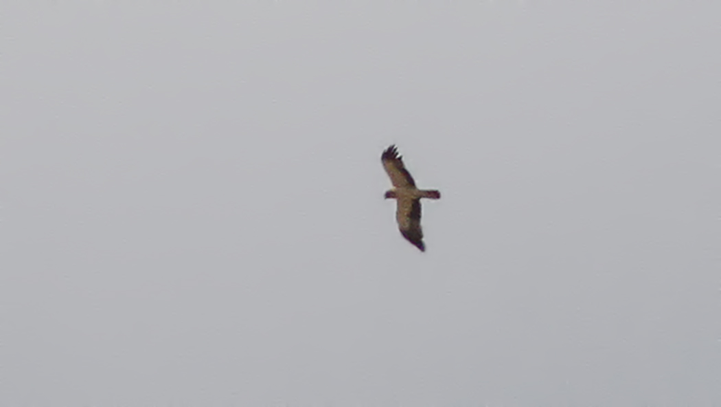 Booted Eagle