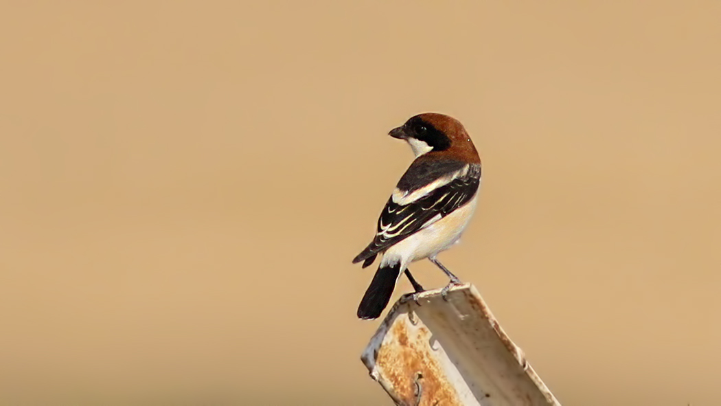 Woodchat Shrike
