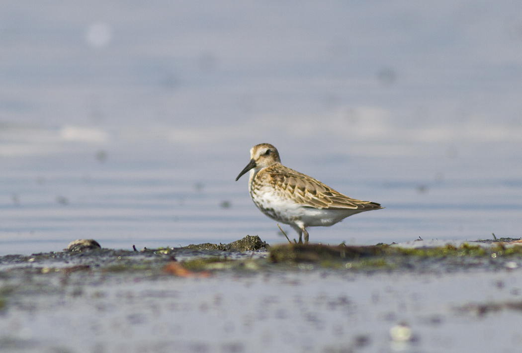 Dunlin