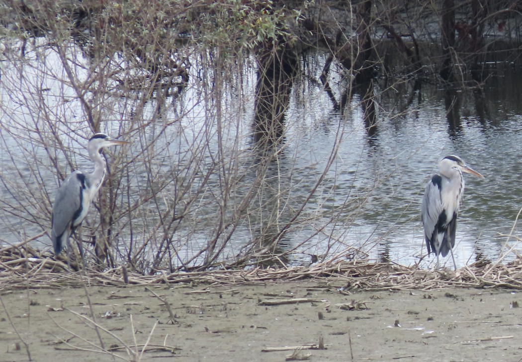 Grey Heron