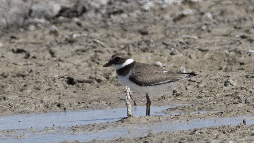 Common Ringed Plover