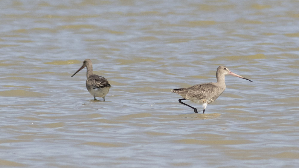 Black-tailed Godwit