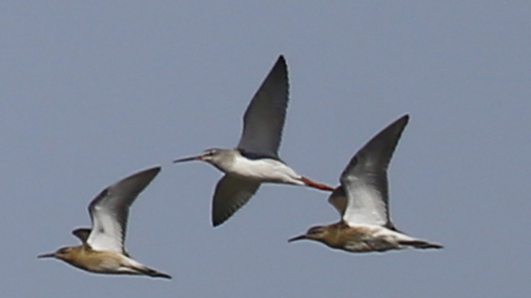 Spotted Redshank