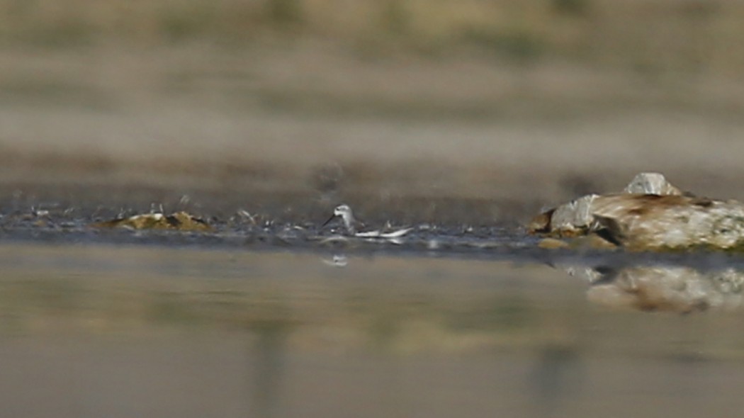 Marsh Sandpiper