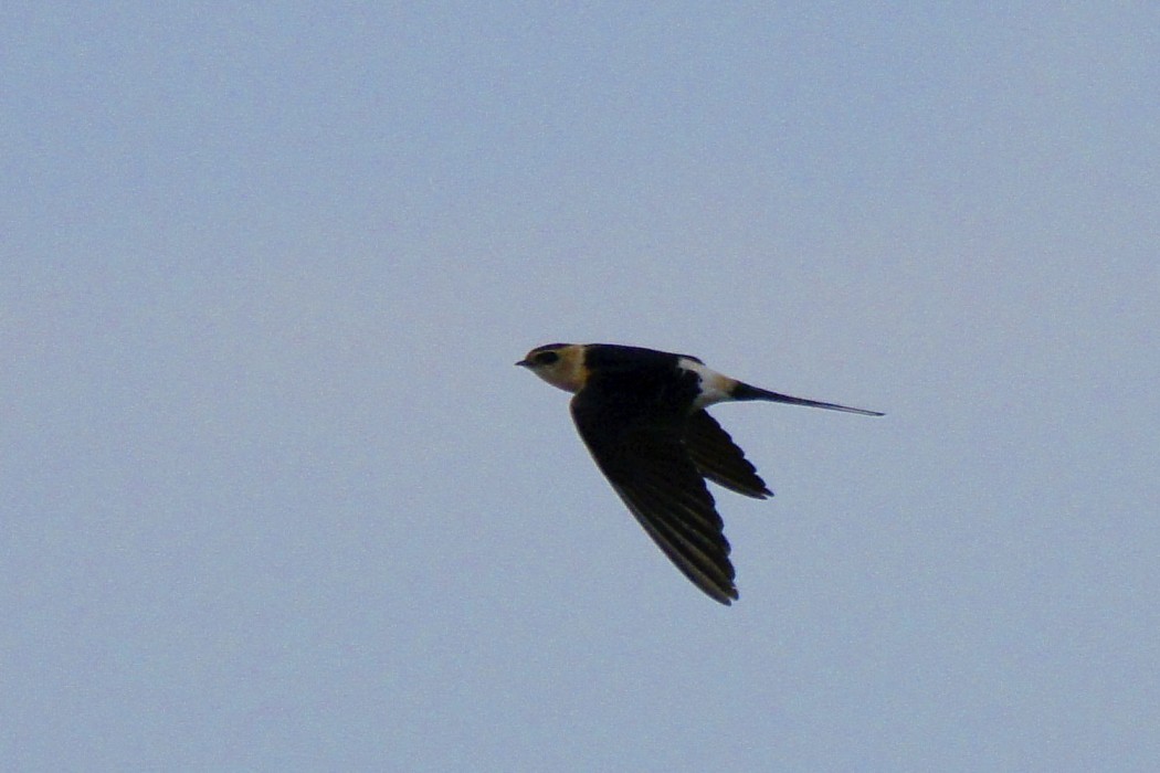 European Red-rumped Swallow