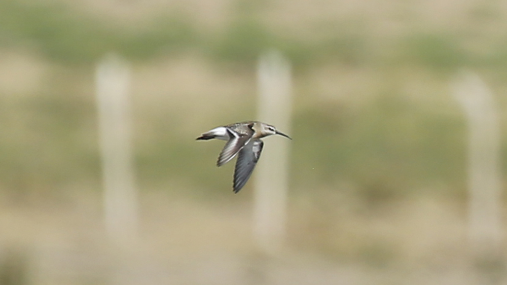 Curlew Sandpiper
