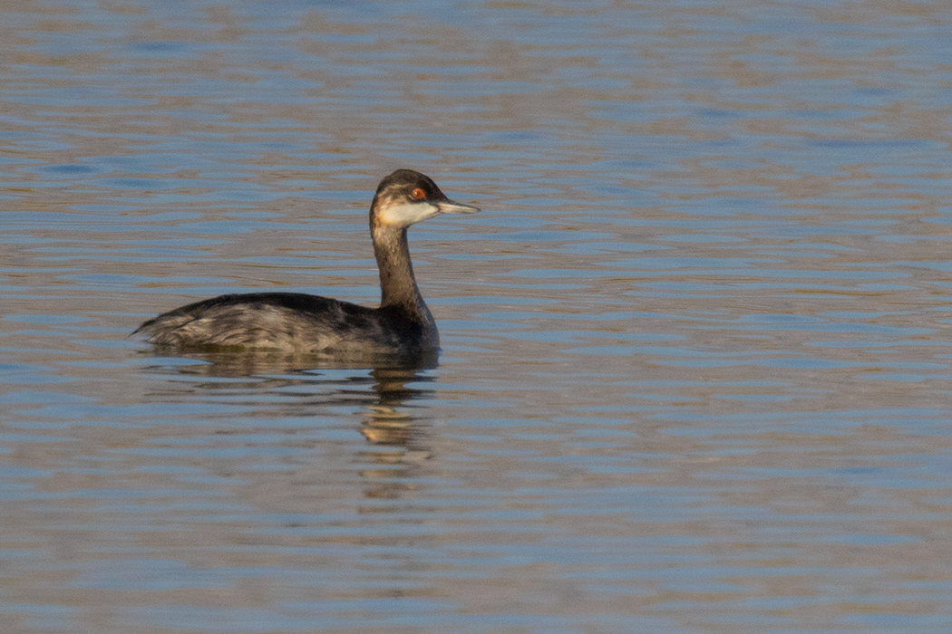 Black-necked Grebe