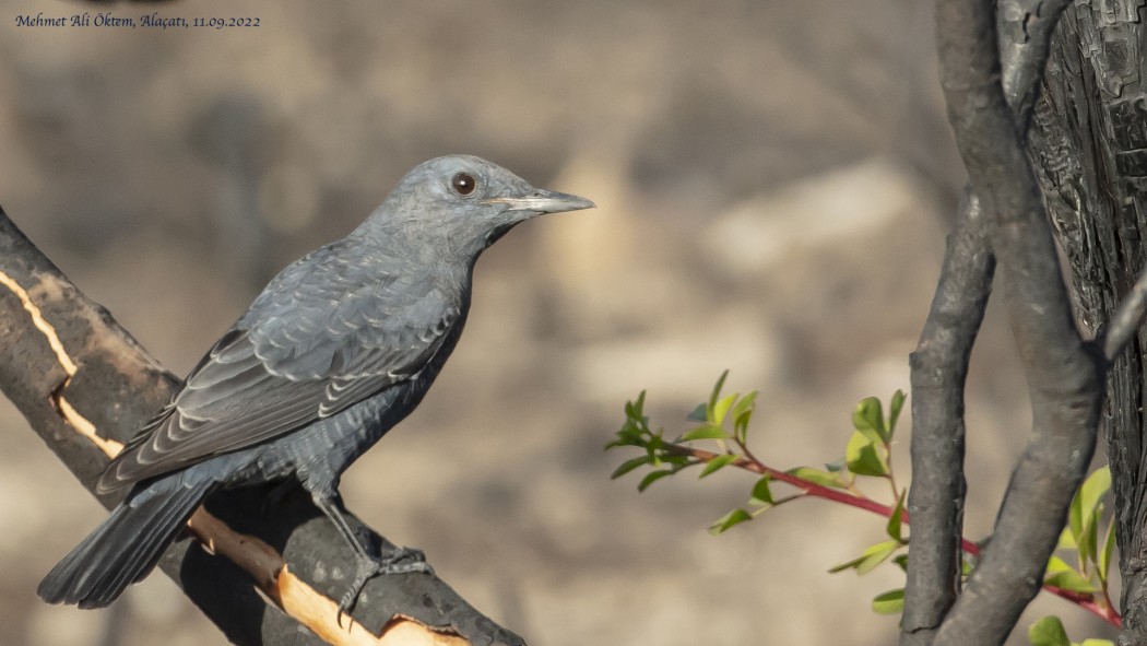 Blue Rock Thrush