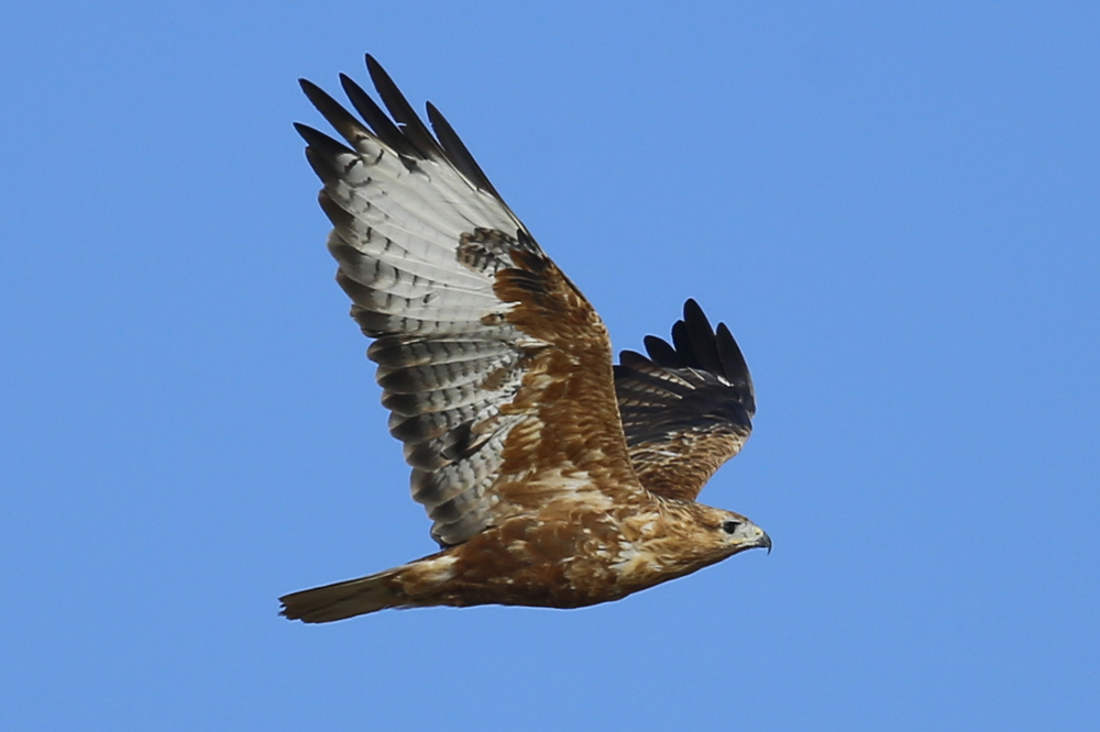 Long-legged Buzzard