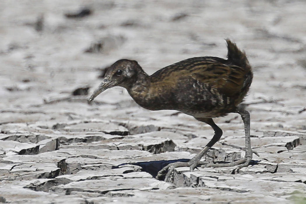 Water Rail