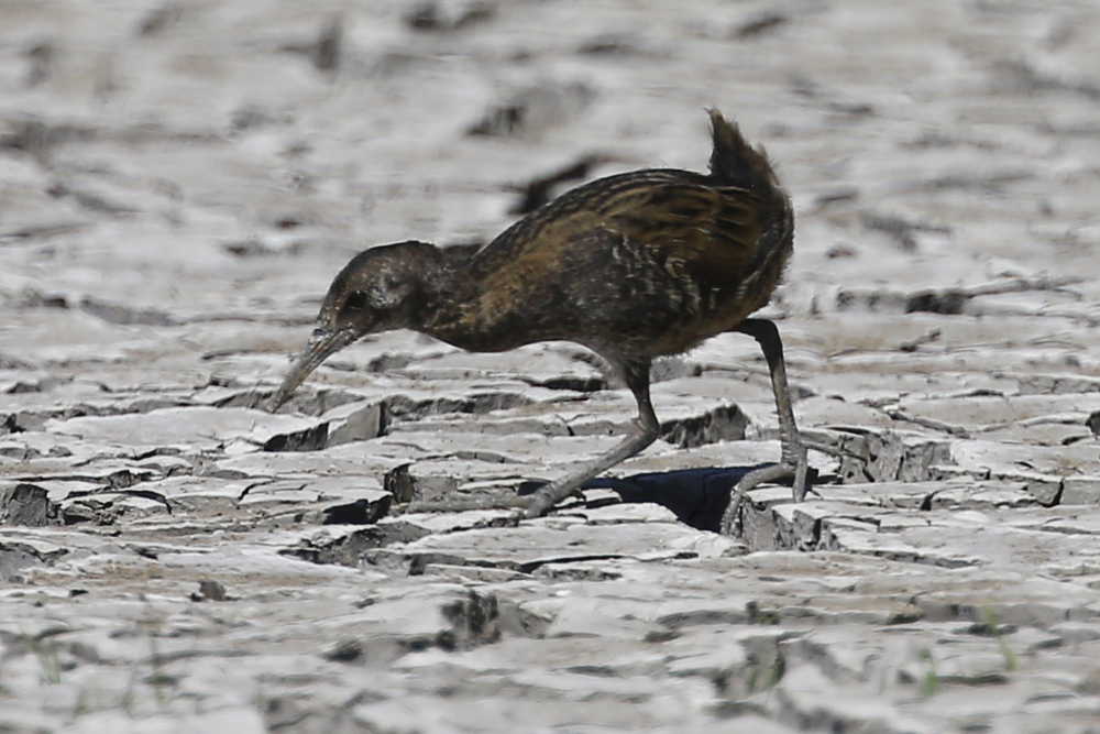 Water Rail