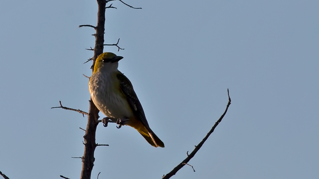 Eurasian Golden Oriole