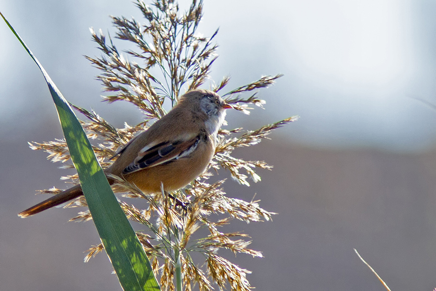 Bearded Reedling