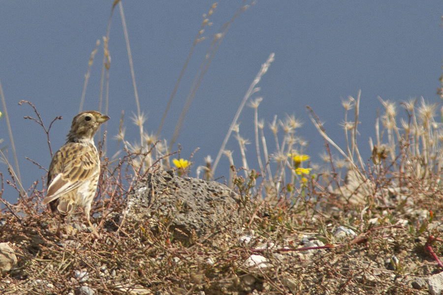 Corn Bunting