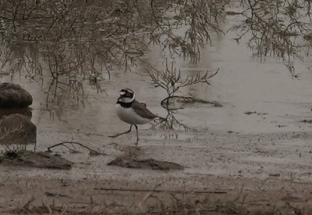 Little Ringed Plover