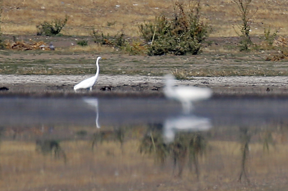 Great Egret