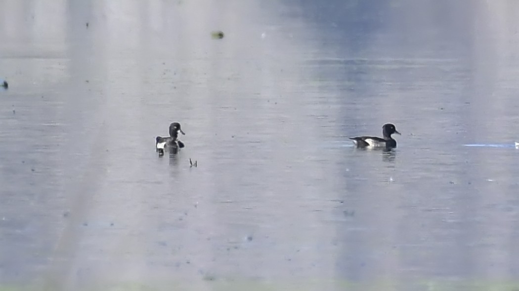 Tufted Duck
