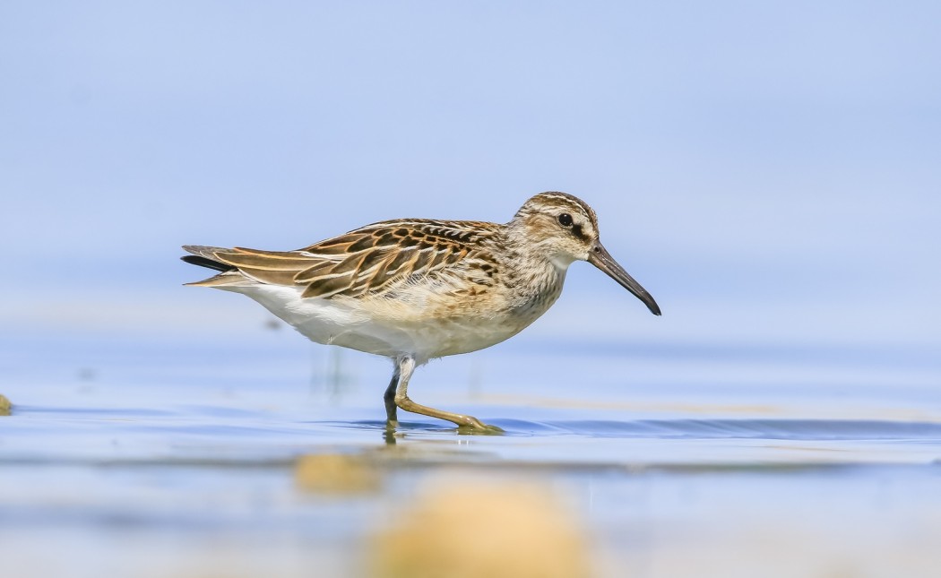 Broad-billed Sandpiper