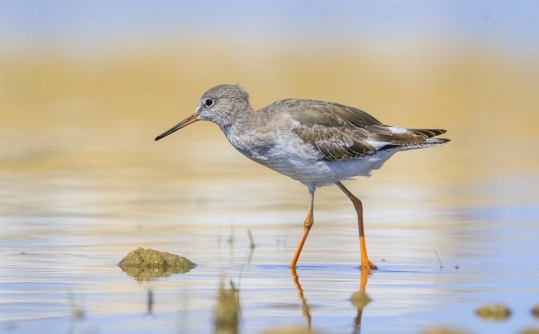 Common Redshank