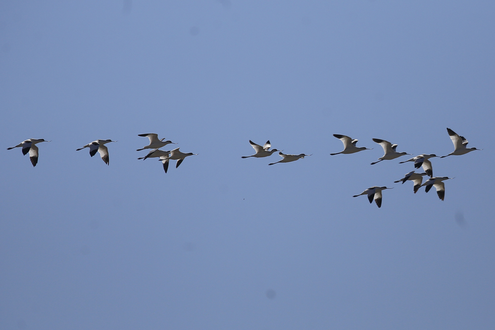 Pied Avocet
