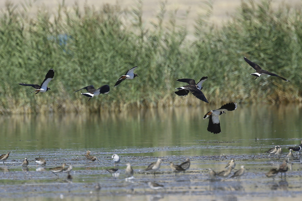 Northern Lapwing