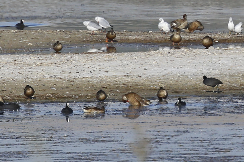 Red-crested Pochard