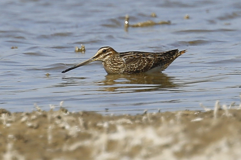 Common Snipe