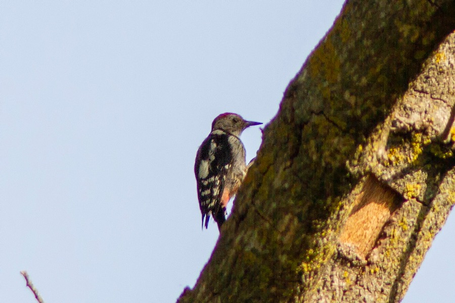 Middle Spotted Woodpecker