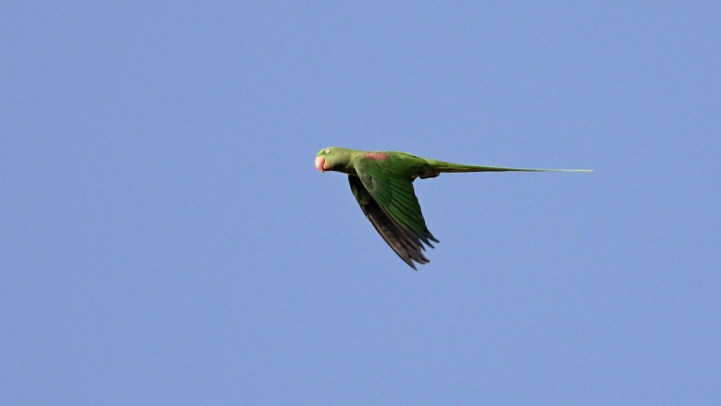 Alexandrine Parakeet