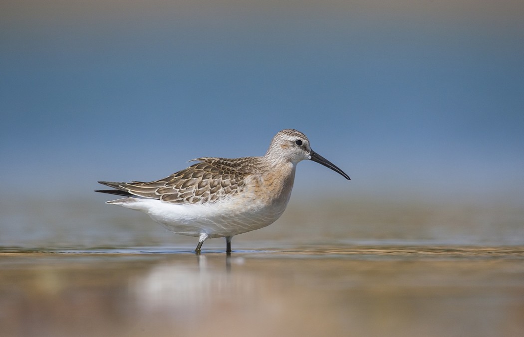 Curlew Sandpiper