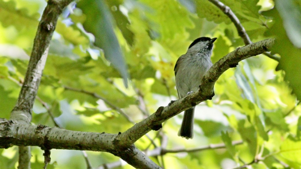 Marsh Tit